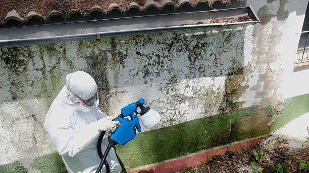 Trusted Mold Removal service in Essex Fells, NJ - Cheap Mold Removal
